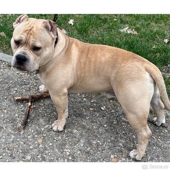 AMERICAN BULLY POCKET KRYTÍ - 10