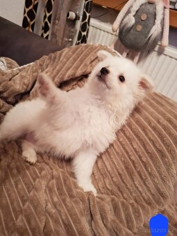 Stěně Špic Pomeranien - 10