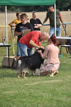 Austrálsky ovčák/krytie/ - 10