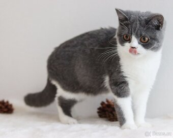 Britská koťátka s PP - 10