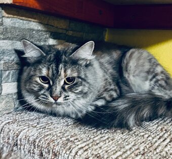 Sibiřská kočka a kocour 1,5 roku s PP - 10