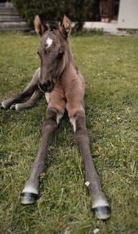 Krásná Grullo Klisna - 10