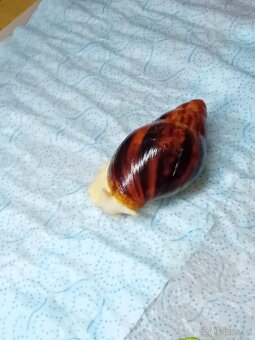 Africký  šnek Archachatina Marginální  suturalis - 10