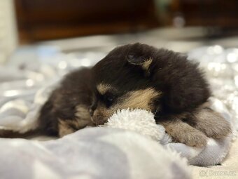 Pomeranian - luxusní štěňátka - 10