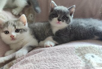 Britská koťátka modrá bicolor - 10