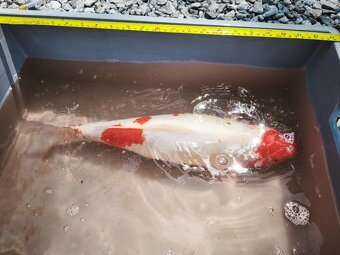 KOI kapr cca 50cm - 10