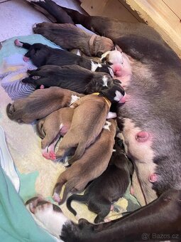 🐾 Americký stafordširský teriér – štěňátka s PP k rezervaci - 10