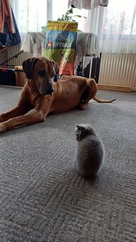 5 britských modrých koťátek - 10