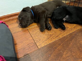 Labradorský retriever - štěňátka - 10