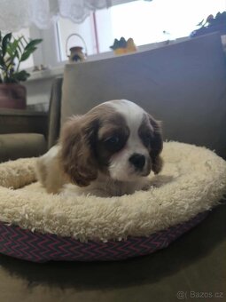 Kavalir,cavalir king charles spaniel - 10