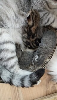 Britská  kočička whiskas s PP - 10