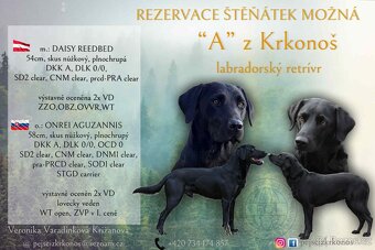 Labradorský retrívr - 10