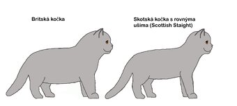 skotská kočička s rovnýma ušima (bez PP) v stribrne barve - 10