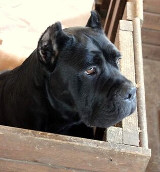 Cane corso šteniatka s rodokmeňom - 10