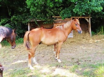 Dvouletý valach pony - 10