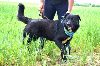 CHICAGO K ADOPCI - 3 ROKY, KONTAKTNÍ, HRAVÝ, AKTIVNÍ - 10