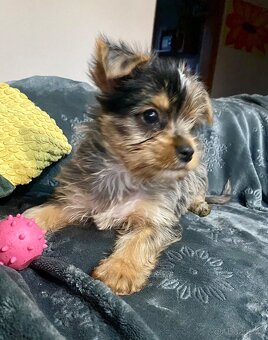 Jorkšírský teriér - 10