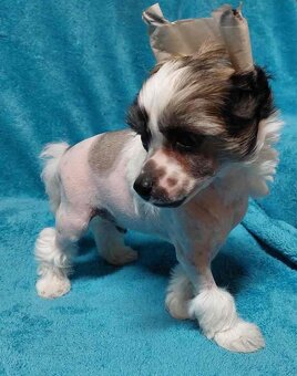 Čínský chocholatý pes - 10