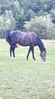 Quarter horse 2,5 roku . - 10