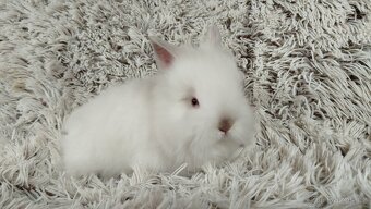Zakrslý králík, králíček -(TEDDY)-HERBERT A HEIDY - 10