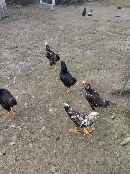 Kohoutci orlovka pestrá a černá - 10