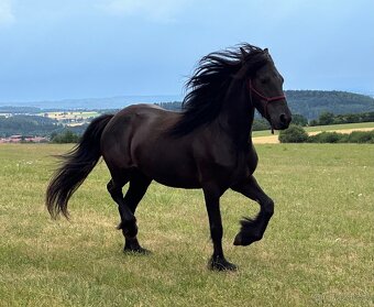 Klisna fellského pony - 10