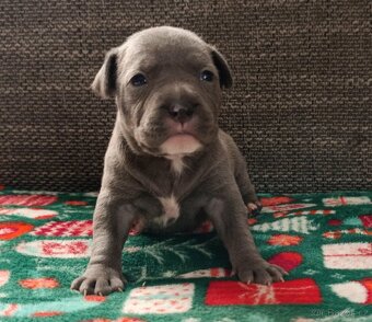 Stafordšírský bulteriér - 10