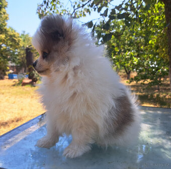 Pomeranian - 10