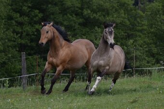 Valach paint horse 8 let - 10