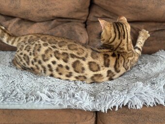 Bengálský kocourek / kotě s PP - 10