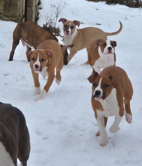 Americký stafordšírský teriér s PP - 10