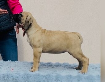 Boerboel štěňata na prodej (FCI) - 10