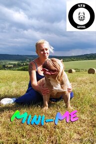 Štěňata American Bully Pocket Exotic -Top linie - 10