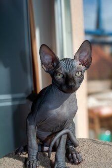 Kanadský Sphynx - 10