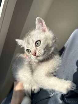 Skotská koťata - 10