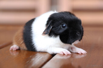 Krátkosrsté morče, morčátko, morčata s PP - 10