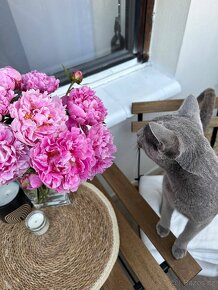 Ruská modrá kocour ke krytí - 10