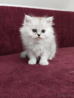 Perská koťátka - 10