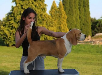 BEAGLE - bigl, beautiful puppies ZKwP/ FCI - 10