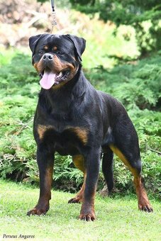 Rotvajler štěňata s PP - 10