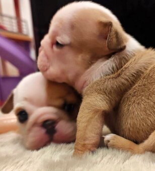 Anglický buldok s PP, štěňátka k rezervaci - 10