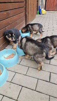 Prodam štěňata Rotvajller - Československý vlčák - 10