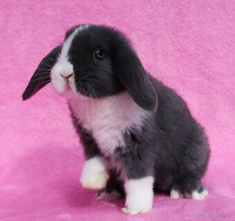 Zakrslý modrooký NHD beránek maličká samička s VP. - 10