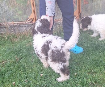 Lagotto romagnolo s PP (italský vodní pes) - 10