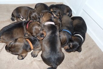 Jezevčík standard drsnosrstý s PP - 10