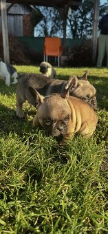 Francouzský buldoček - 10