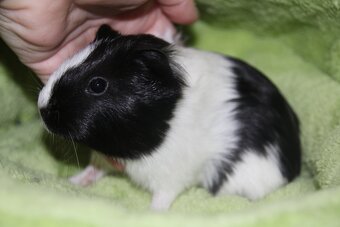 Morčecí chlapečci - 10