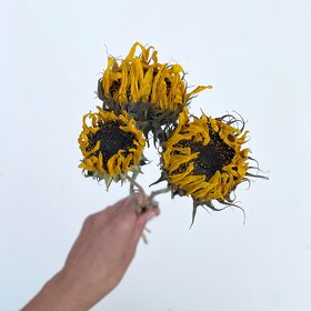 Sušené květiny - 10