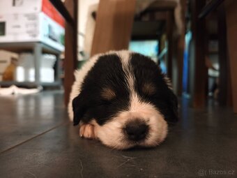 Šteniatko tornjaka s PP - 10