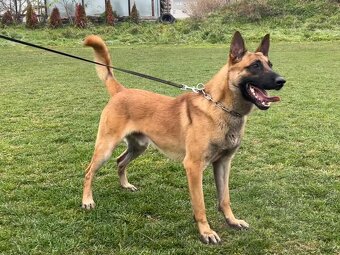 šteniatka kríženec nemecko-belgický ovčák (cross) - 10